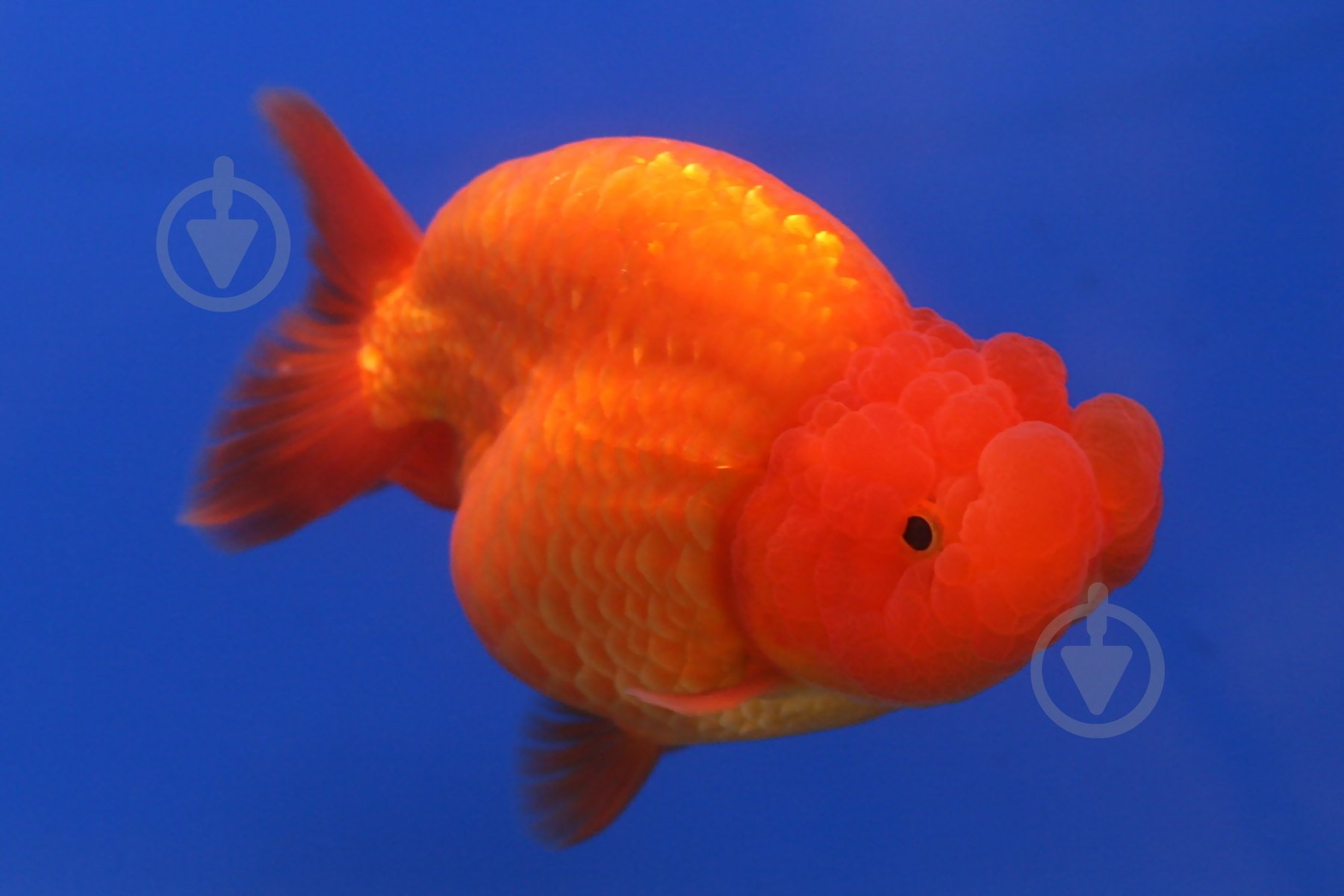 Рыбка Оранда красная 7-10 см - фото 4 Рыбка Оранда красная 7-10 см - фото 4