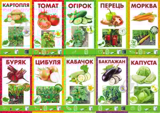 Набор учебный Овощи - фото 1