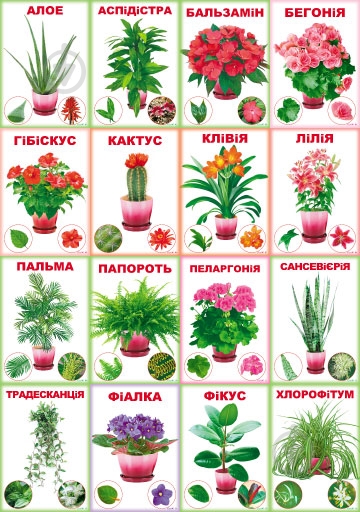 Набір навчальний Кімнатні квіти - фото 1