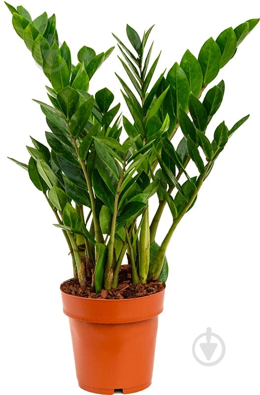 Растение Замиокулькас d12/h45-50 - фото 4 Растение Замиокулькас d12/h45-50 - фото 4