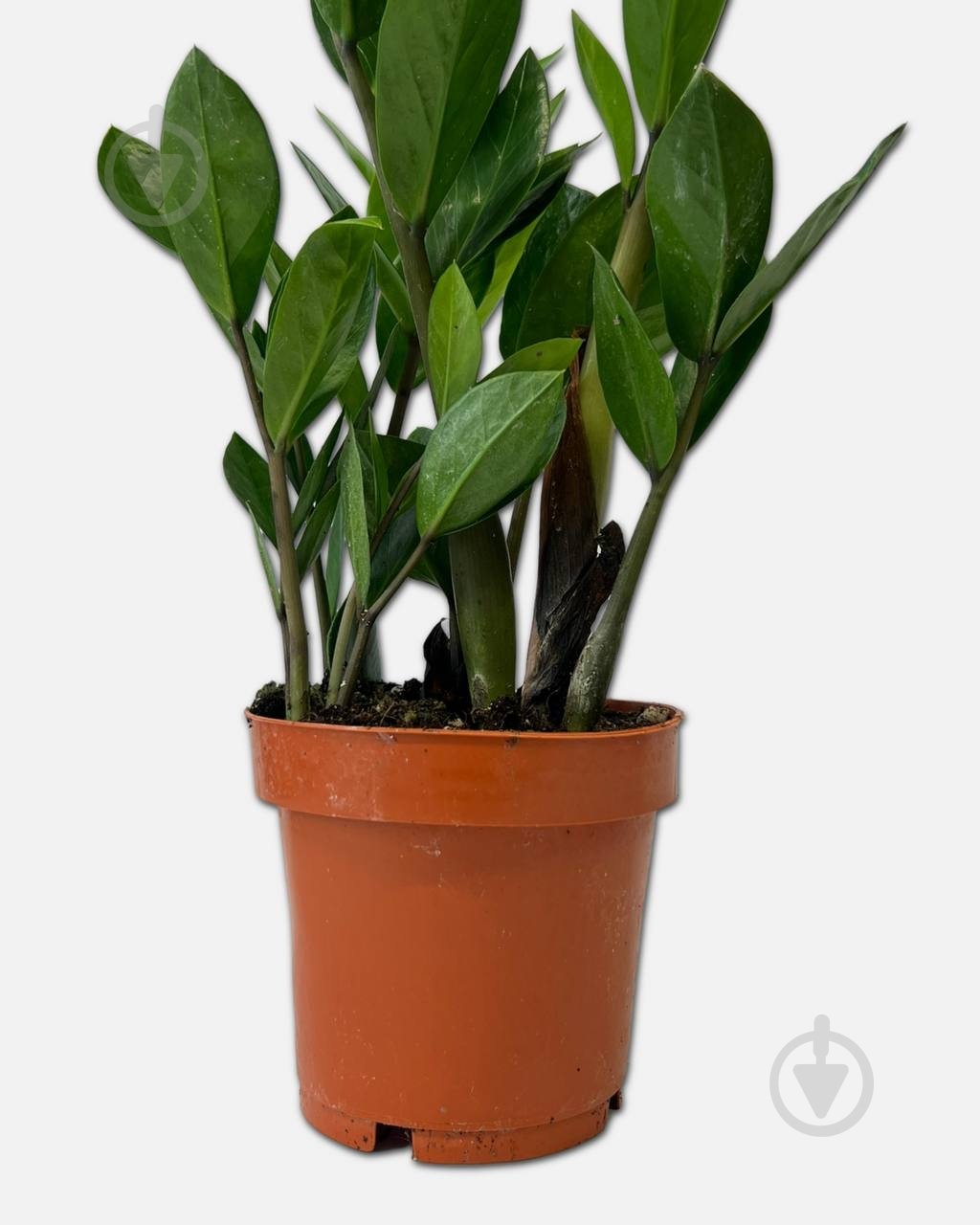 Растение Замиокулькас d12/h45-50 - фото 3 Растение Замиокулькас d12/h45-50 - фото 3