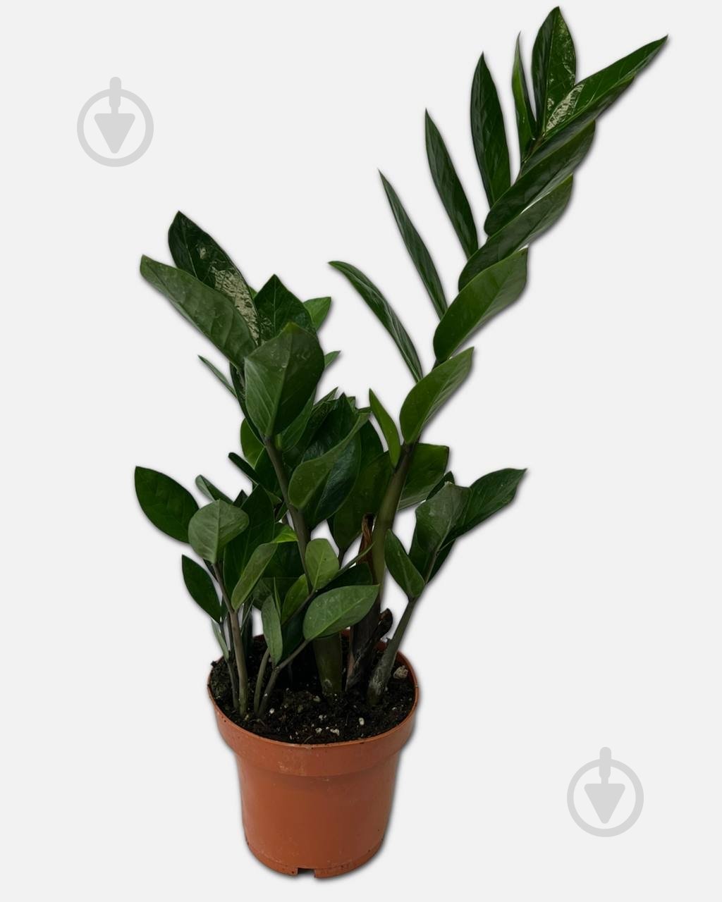 Растение Замиокулькас d12/h45-50 - фото 1 Растение Замиокулькас d12/h45-50 - фото 1