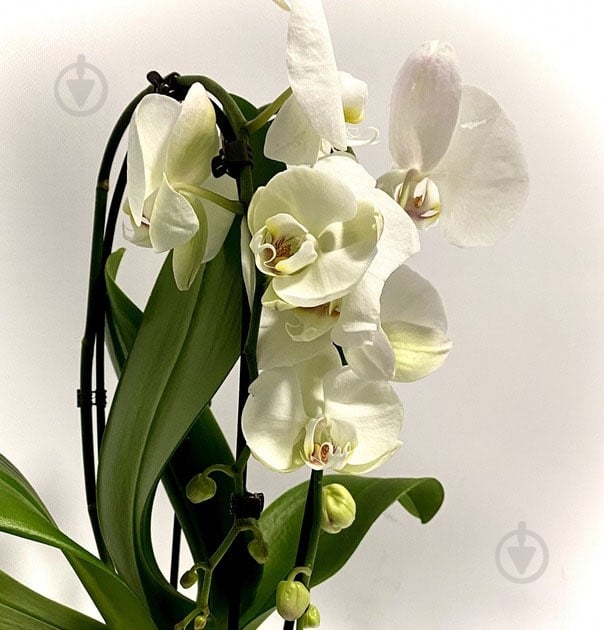 Растение Фаленопсис Каскад 12/50-60 - фото 2