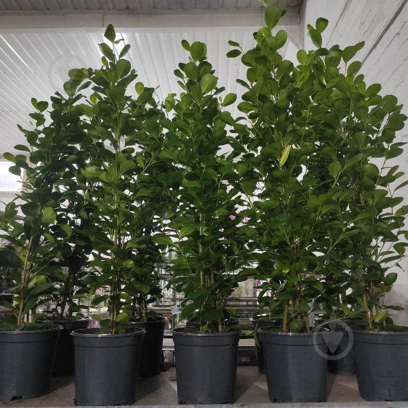 Растение фикус Moclame 21x110 - фото 1