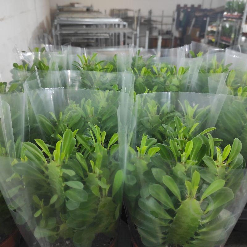 Растение Эуфорбия 12х25 тригона - фото 1 Растение Эуфорбия 12х25 тригона - фото 1