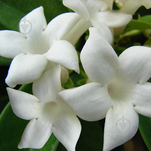 Растение Стефанотис d12/h45 - фото 2