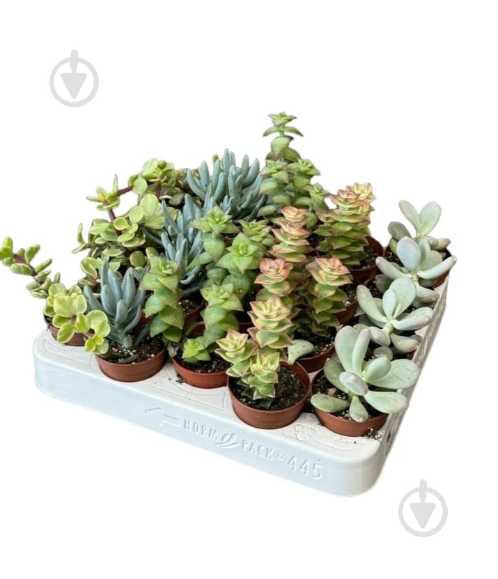 Растение Суккуленты микс d5,5/h7 - фото 1