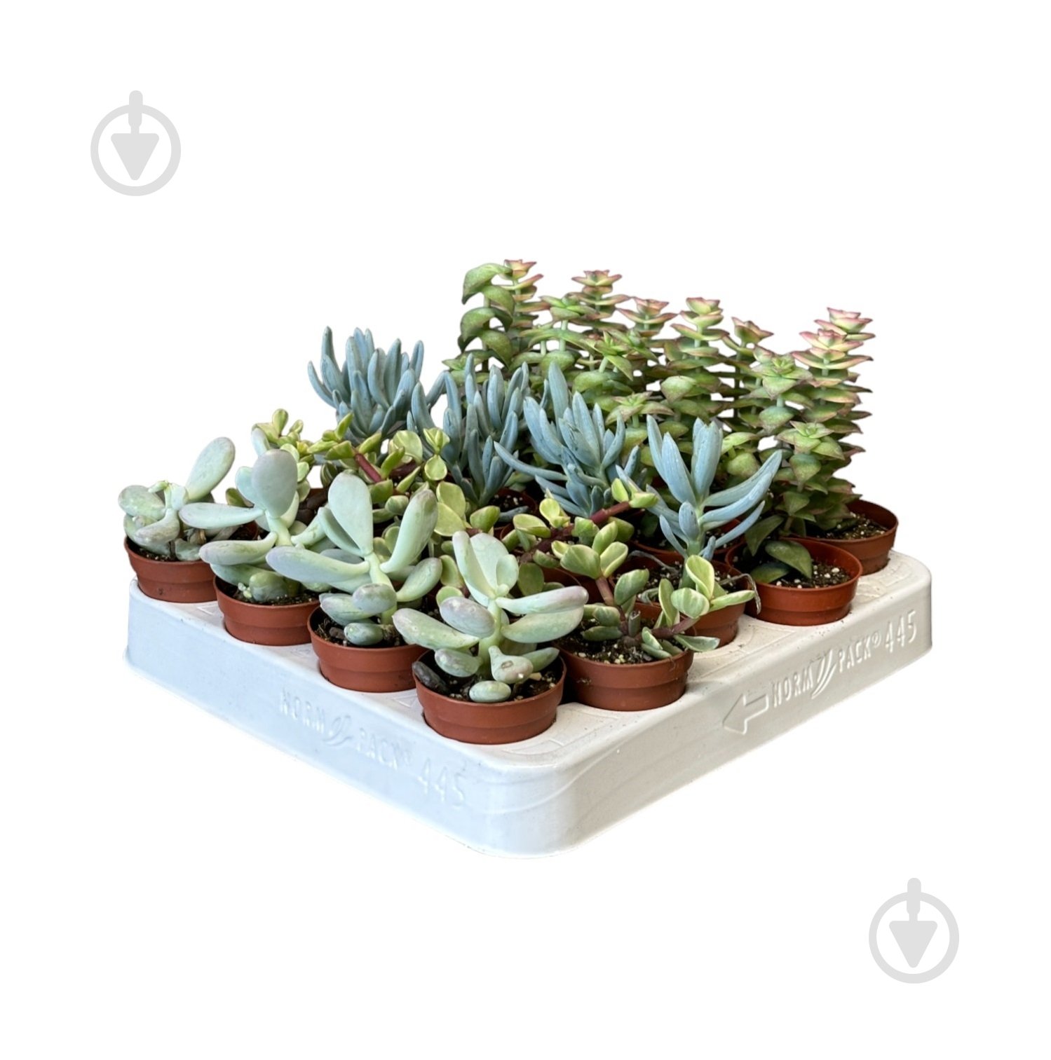 Растение Суккуленты микс d5,5/h7 - фото 2