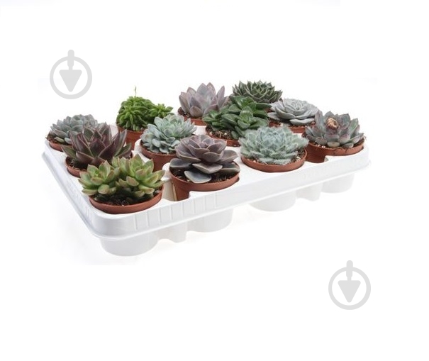 Растение Суккуленты микс d8,5/h10 - фото 1