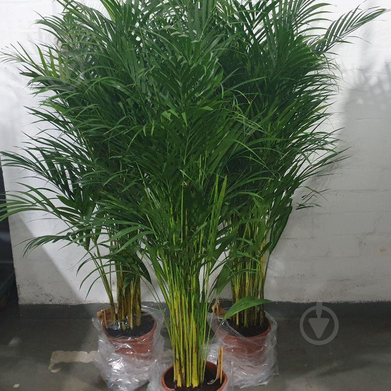 Растение Дипсис 21х130 см - фото 1