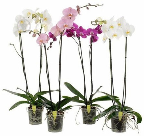 Рослина Фаленопсис 2ст. BOHEMIAN 12/80 - фото 1