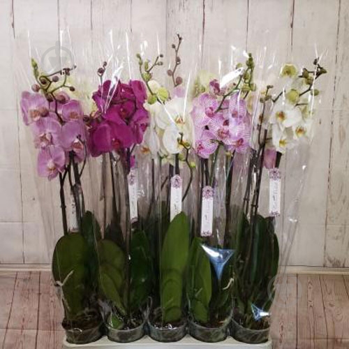 Рослина Фаленопсис 2ст. BOHEMIAN 12/80 - фото 2