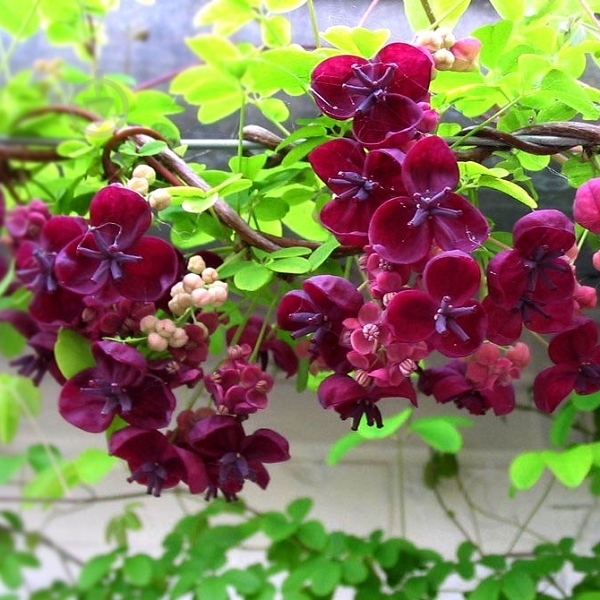 Растение Акебия d17/h75 - фото 2 Растение Акебия d17/h75 - фото 2