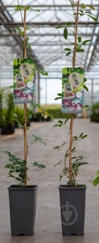 Растение Акебия d17/h75 - фото 1 Растение Акебия d17/h75 - фото 1