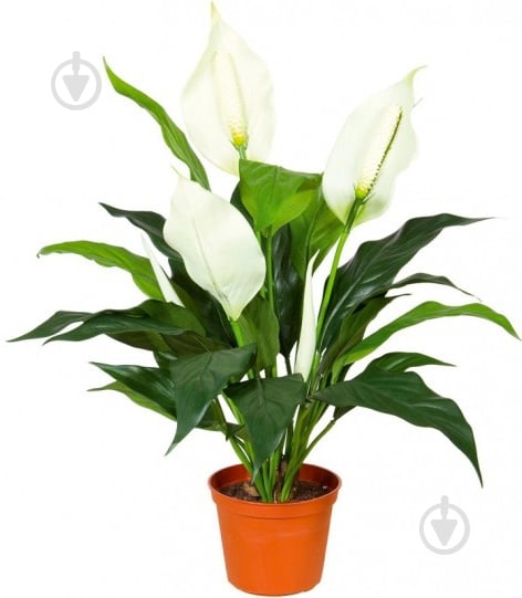 Растение Спатифиллум d17/h75 - фото 1