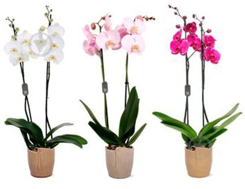 Растение Фаленопсис 2ст Mimesis 12/80 - фото 1 Растение Фаленопсис 2ст Mimesis 12/80 - фото 1