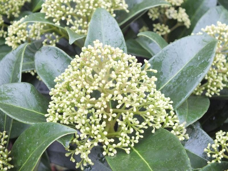 Растение Скимия вайт d17/h25 - фото 2