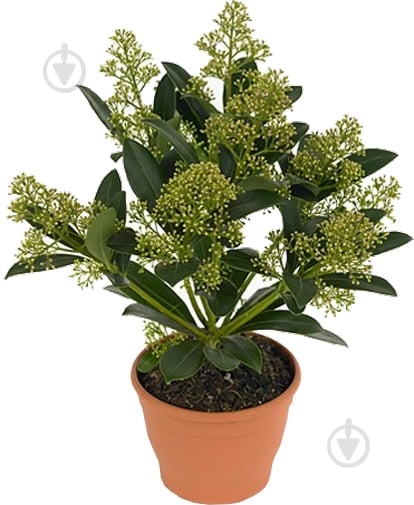 Растение Скимия вайт d17/h25 - фото 1