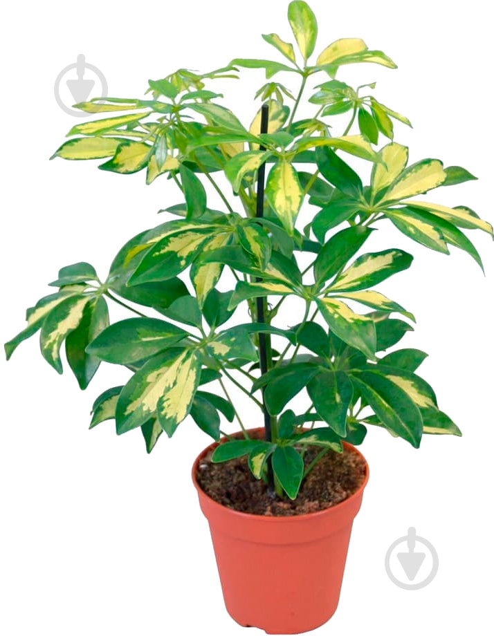 Растение Шефлера Герда d13/h45 - фото 1