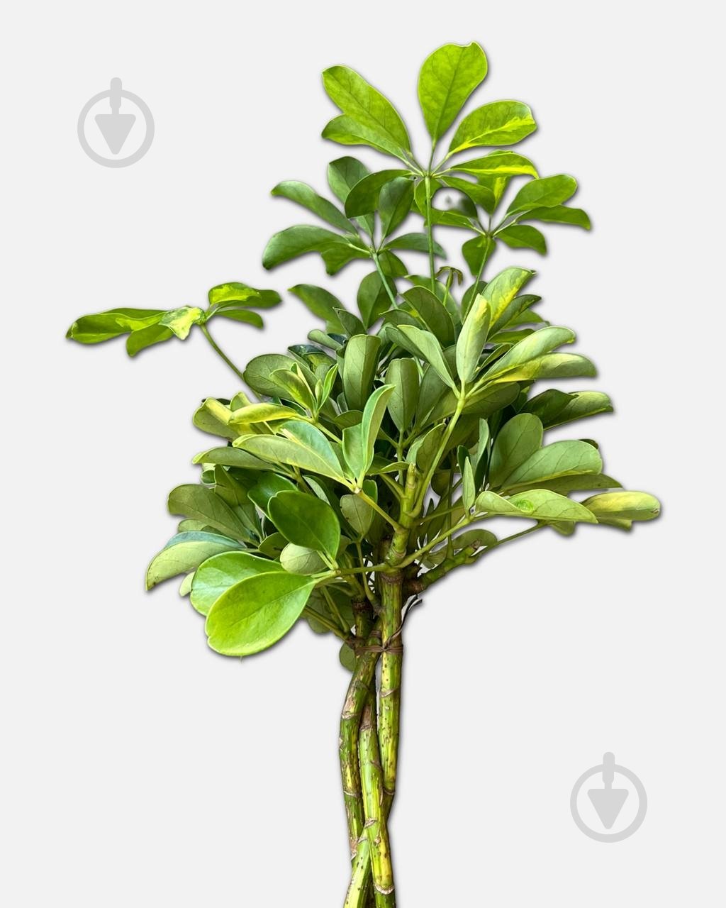 Растение Шефлера штамб d19/h80 - фото 3 Растение Шефлера штамб d19/h80 - фото 3