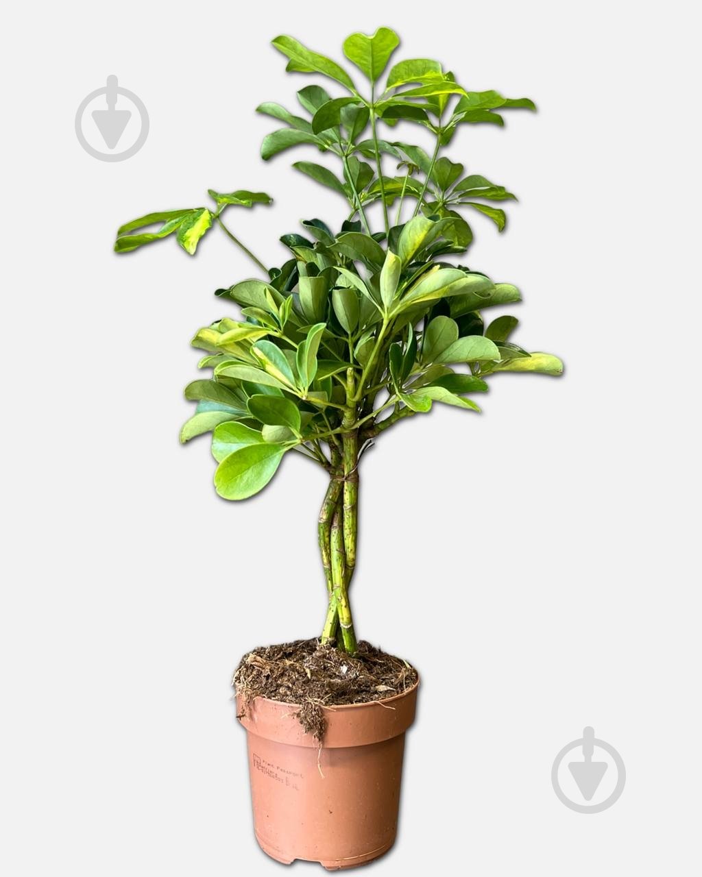 Растение Шефлера штамб d19/h80 - фото 1 Растение Шефлера штамб d19/h80 - фото 1