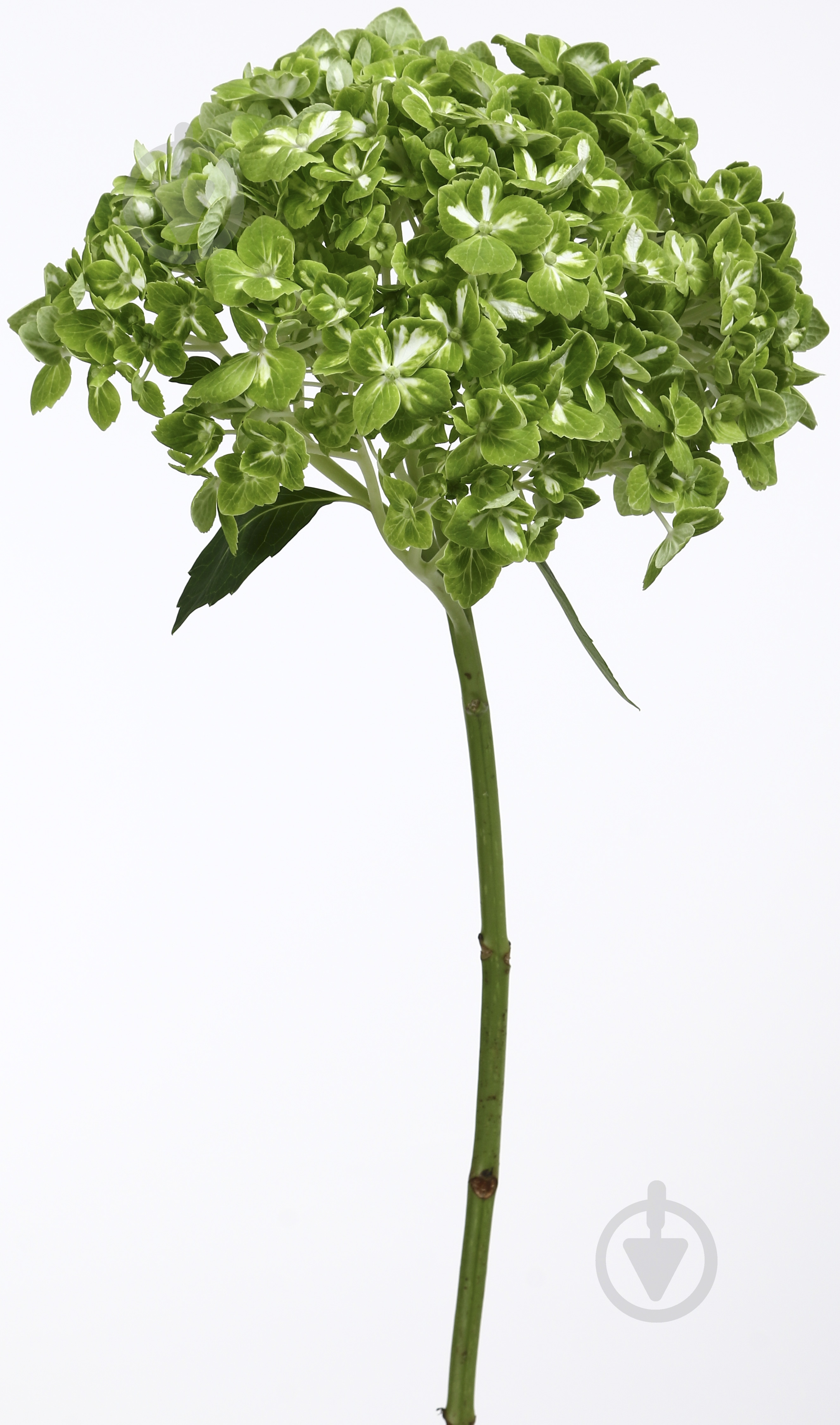 Гортензія Jumbo Dark green shamrock зелений - фото 5 Гортензія Jumbo Dark green shamrock зелений - фото 5