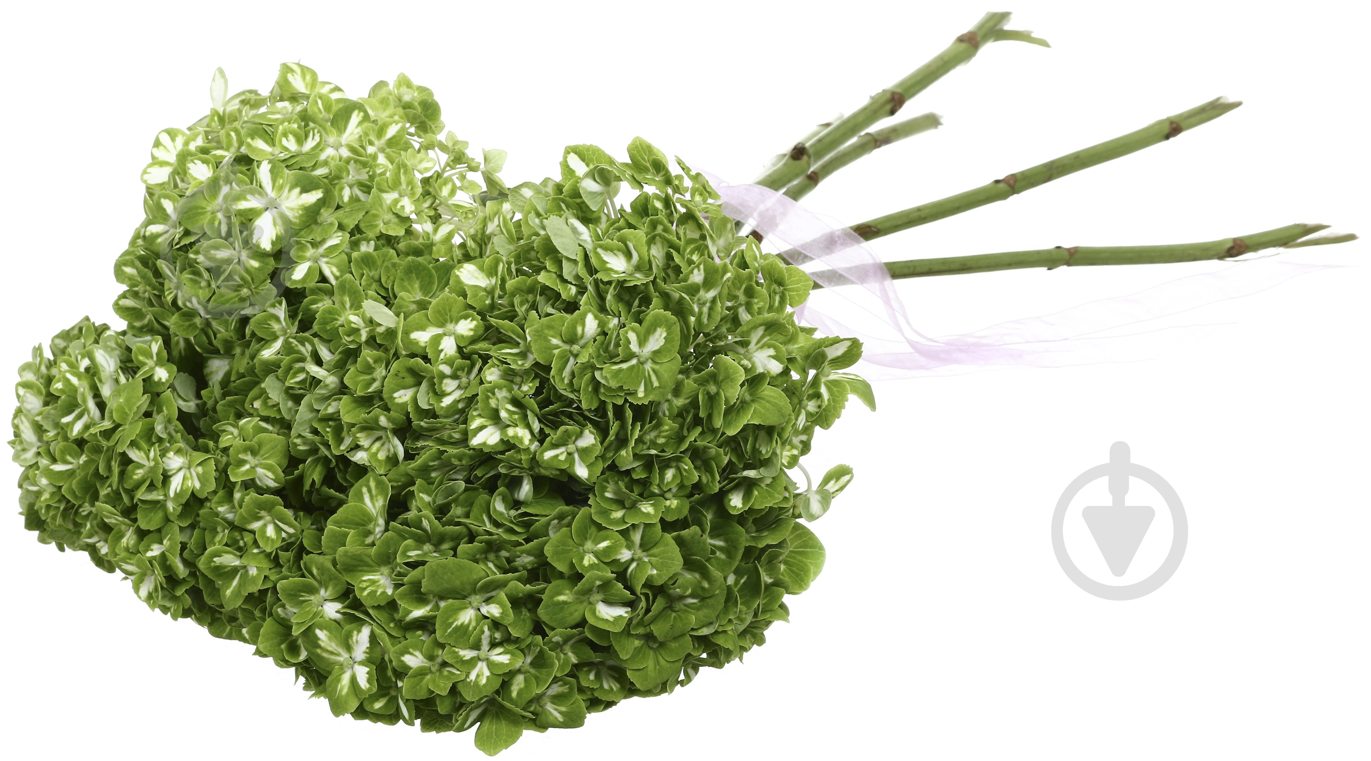 Гортензія Jumbo Dark green shamrock зелений - фото 4 Гортензія Jumbo Dark green shamrock зелений - фото 4