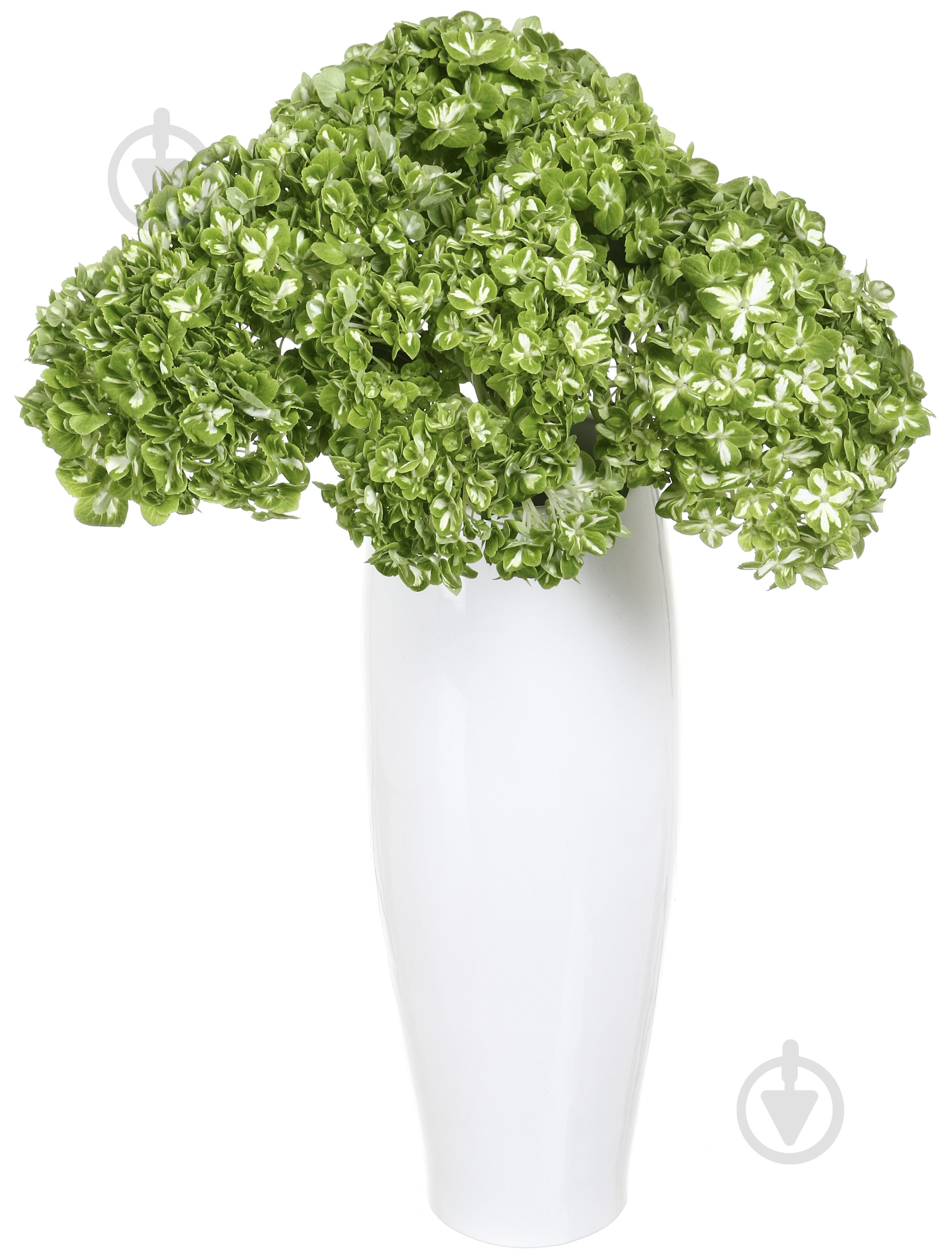 Гортензія Jumbo Dark green shamrock зелений - фото 3 Гортензія Jumbo Dark green shamrock зелений - фото 3