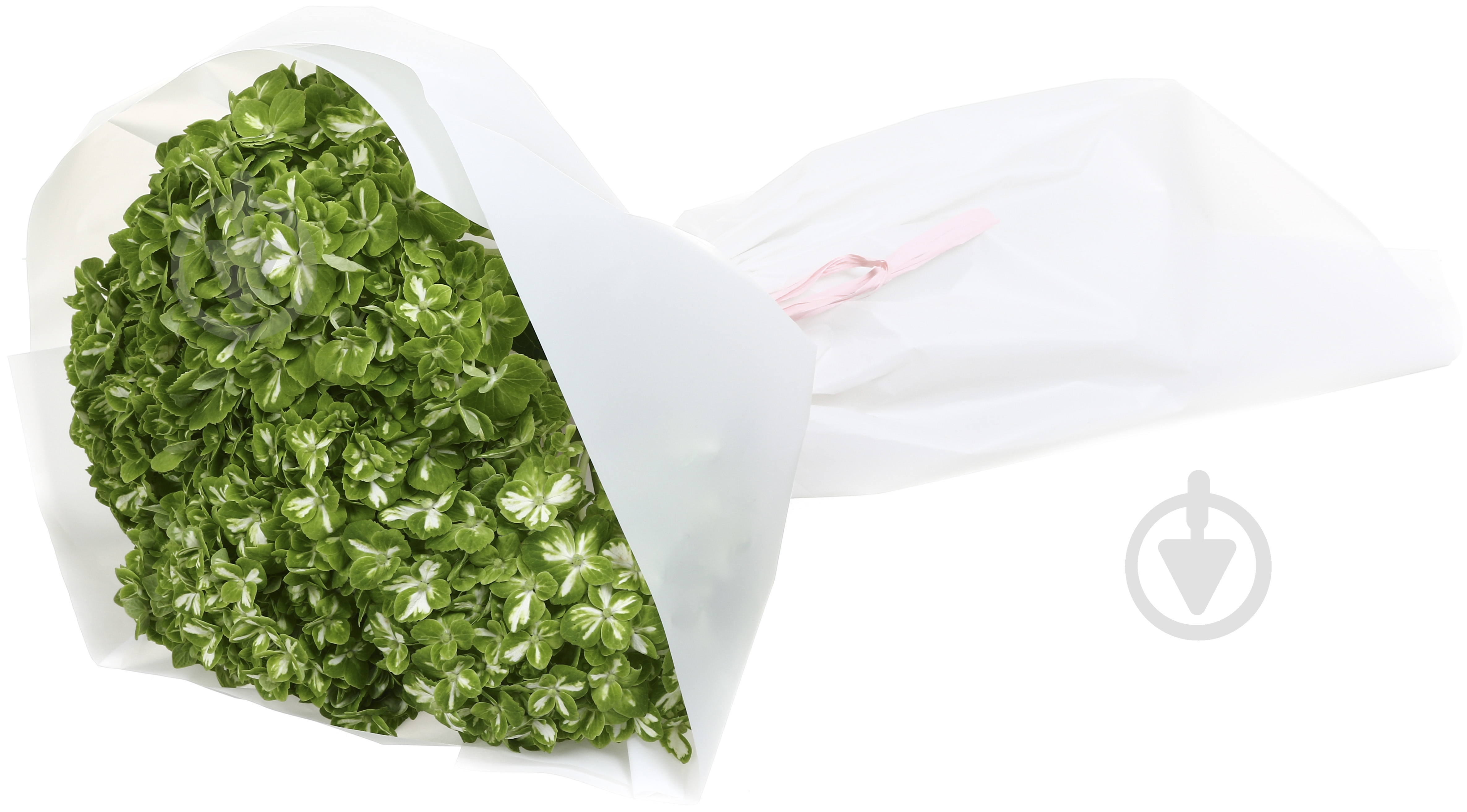 Гортензія Jumbo Dark green shamrock зелений - фото 2 Гортензія Jumbo Dark green shamrock зелений - фото 2