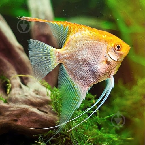 Рыбка Скалярия 7-8 см - фото 1