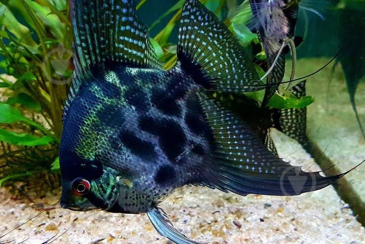 Рыбка Скалярия 7-8 см - фото 8