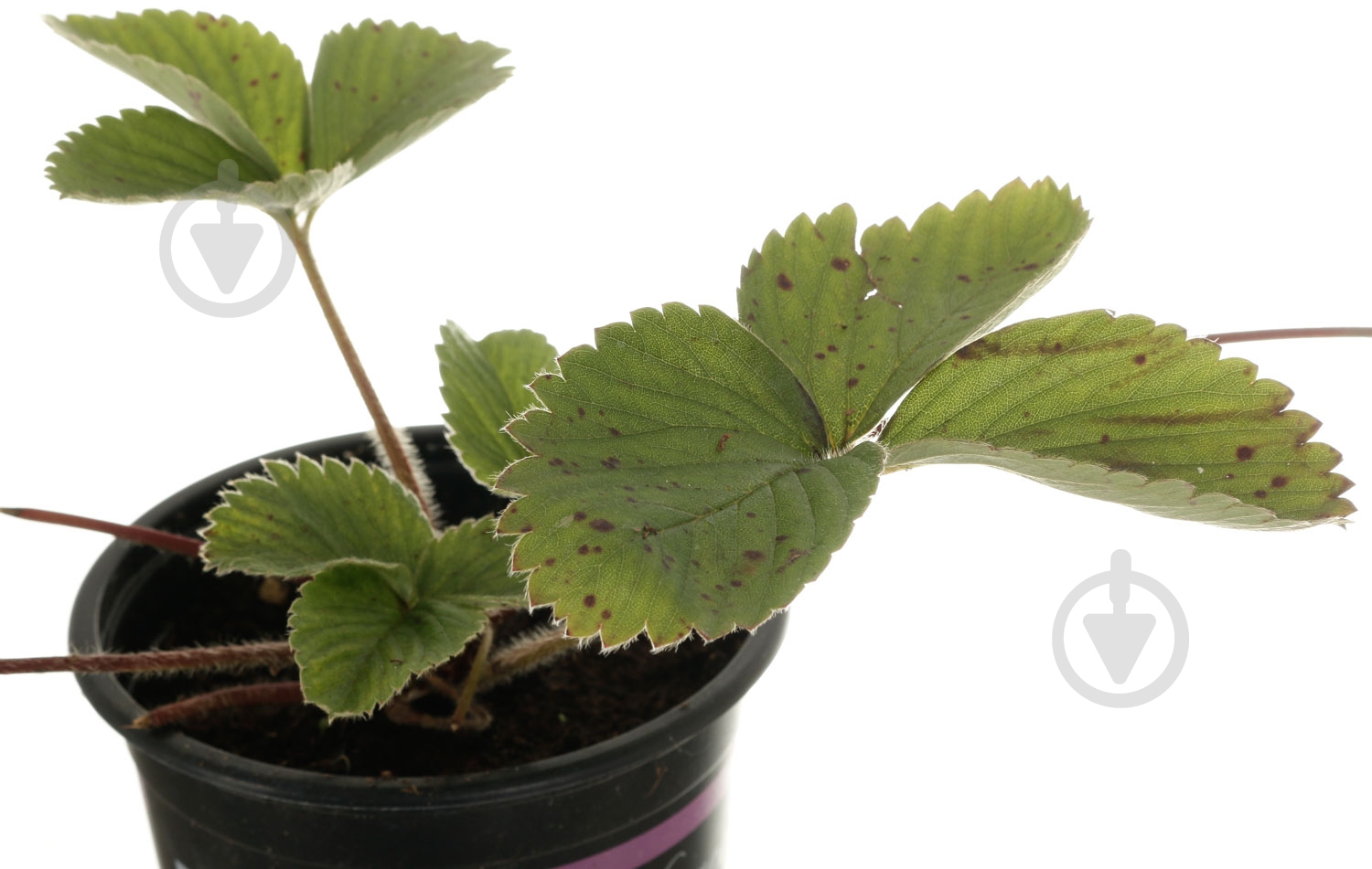 Саженец Клубника d12 - фото 2 Саженец Клубника d12 - фото 2