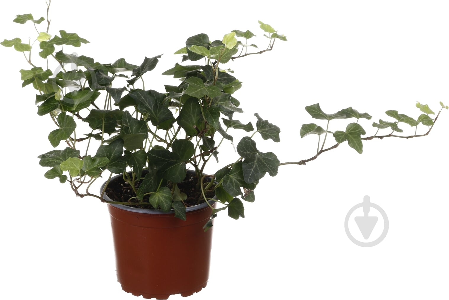 Растение комнатное Хедера д13 в25 - фото 1