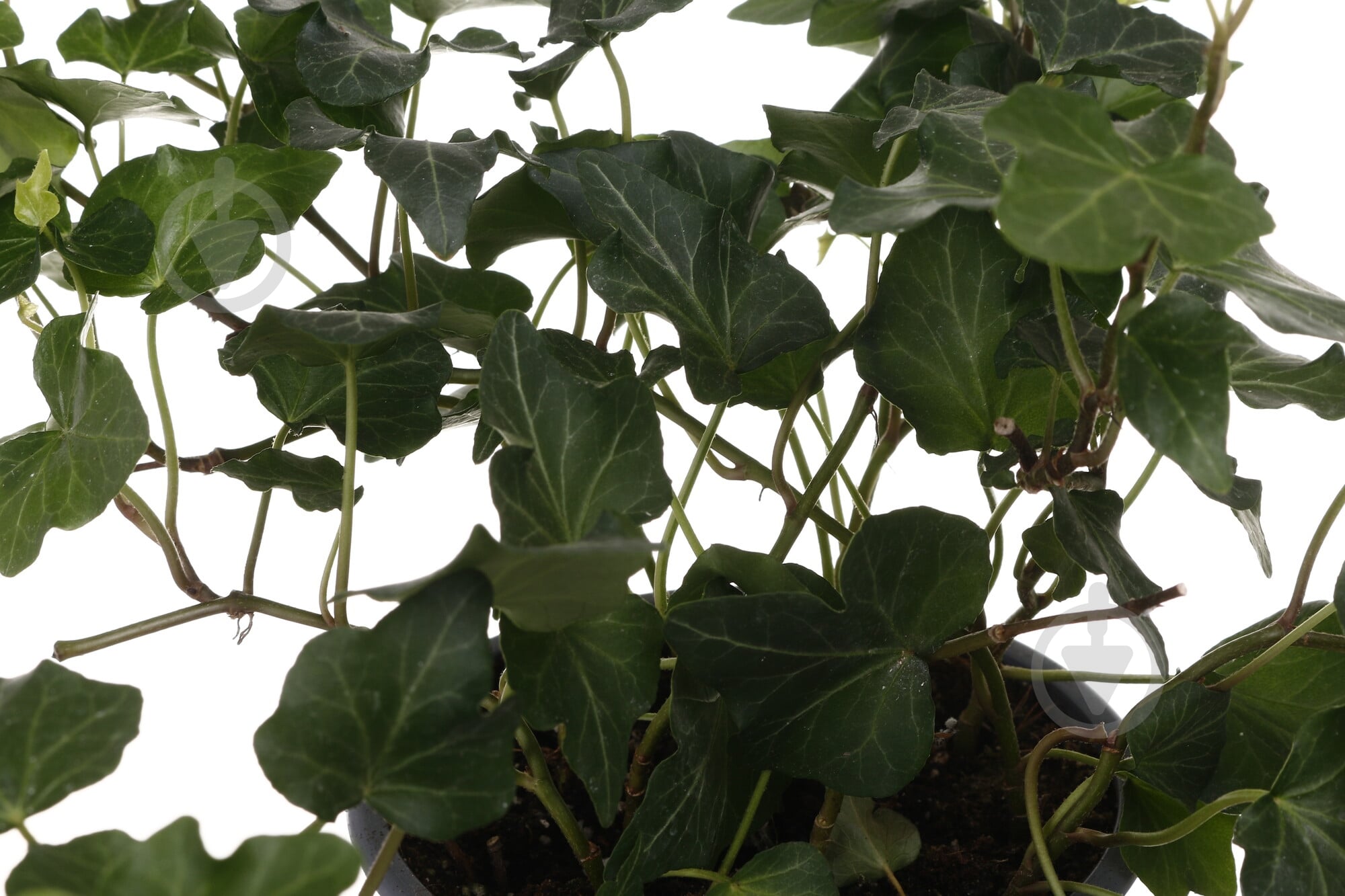 Растение комнатное Хедера д13 в25 - фото 2