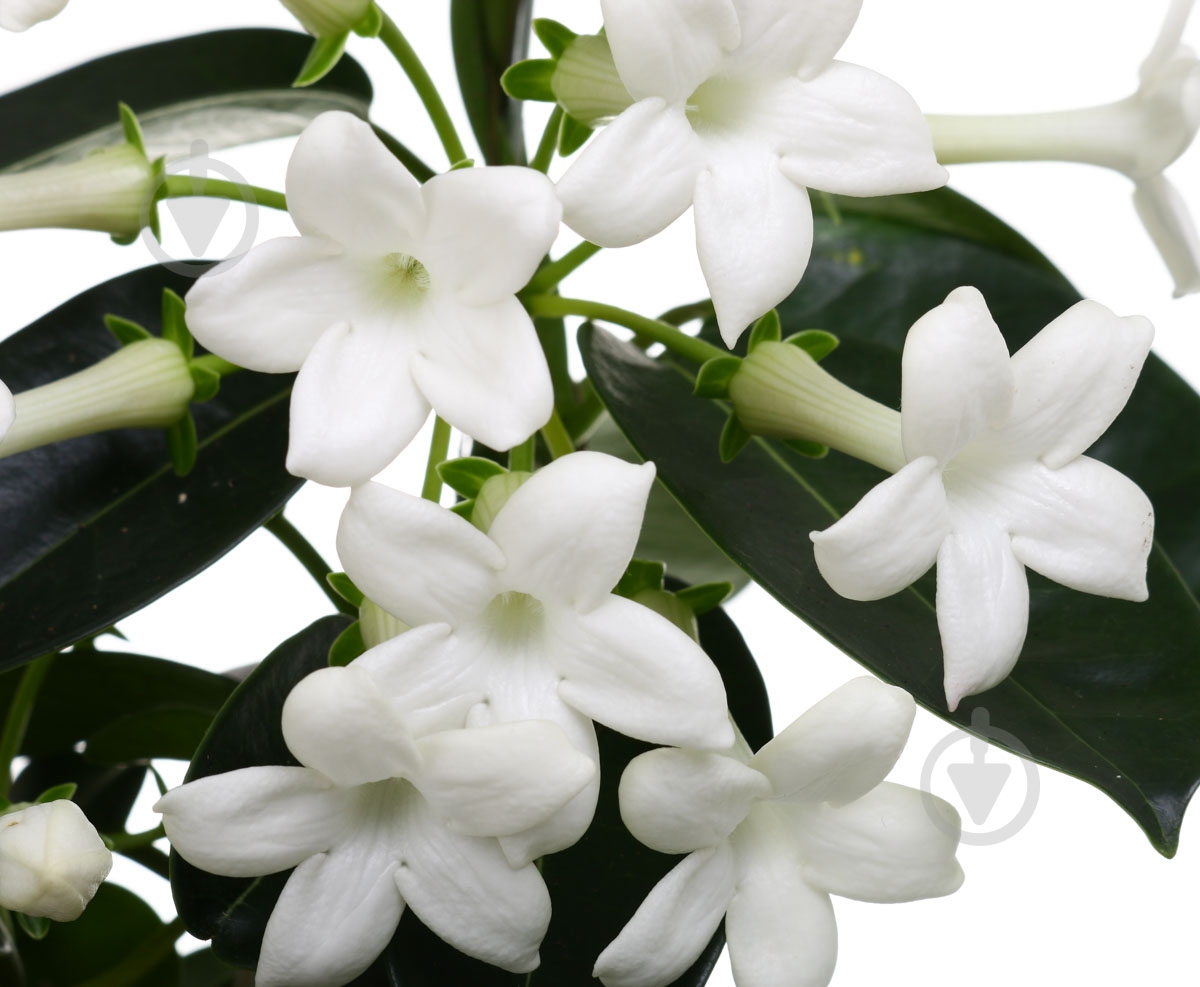 Растение Стефанотис флорибунда 12х45 - фото 2