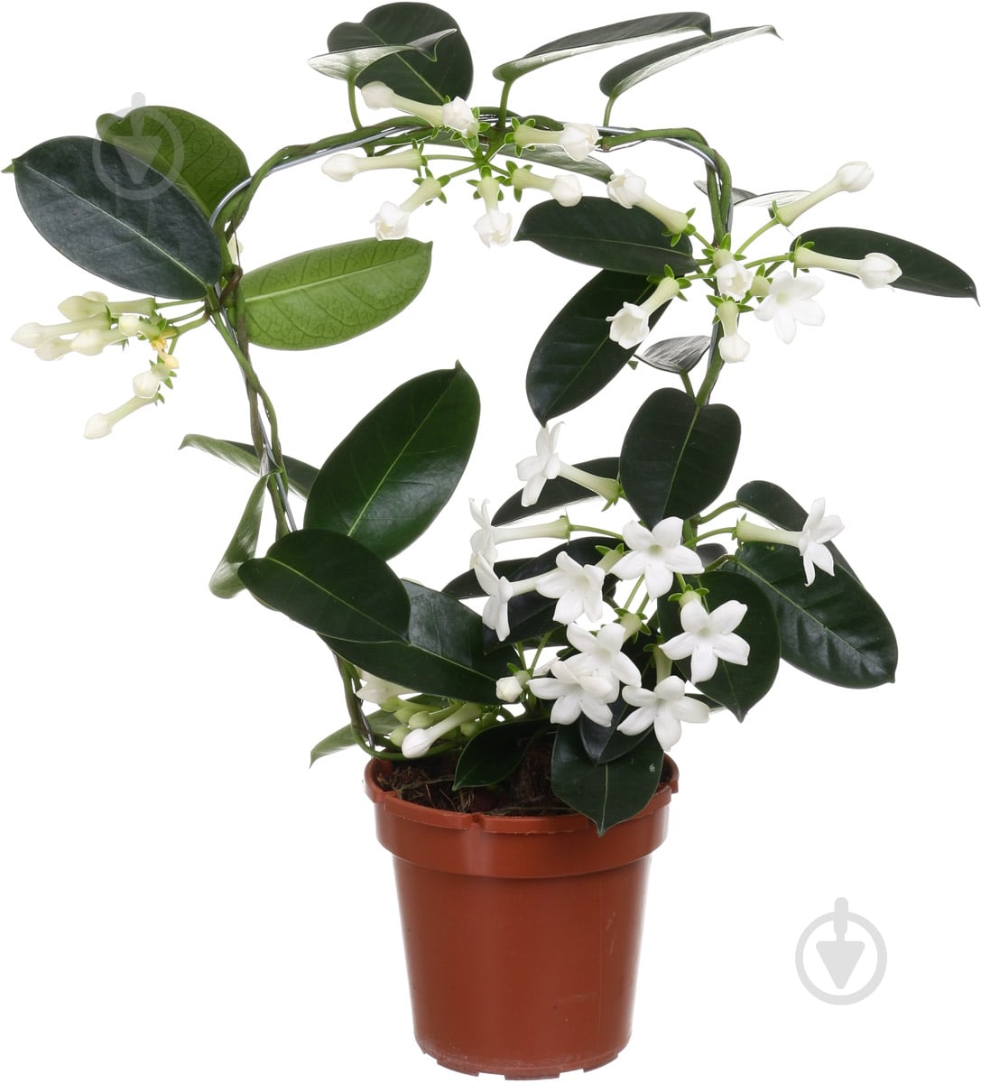 Растение Стефанотис флорибунда 12х45 - фото 1