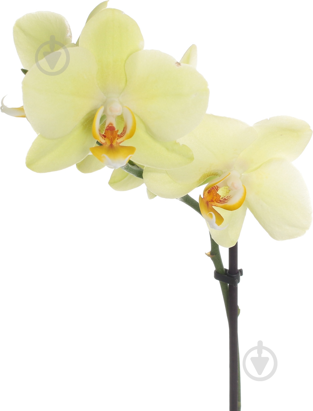 Фаленопсис 12 / 60-70 (1ств) - фото 2