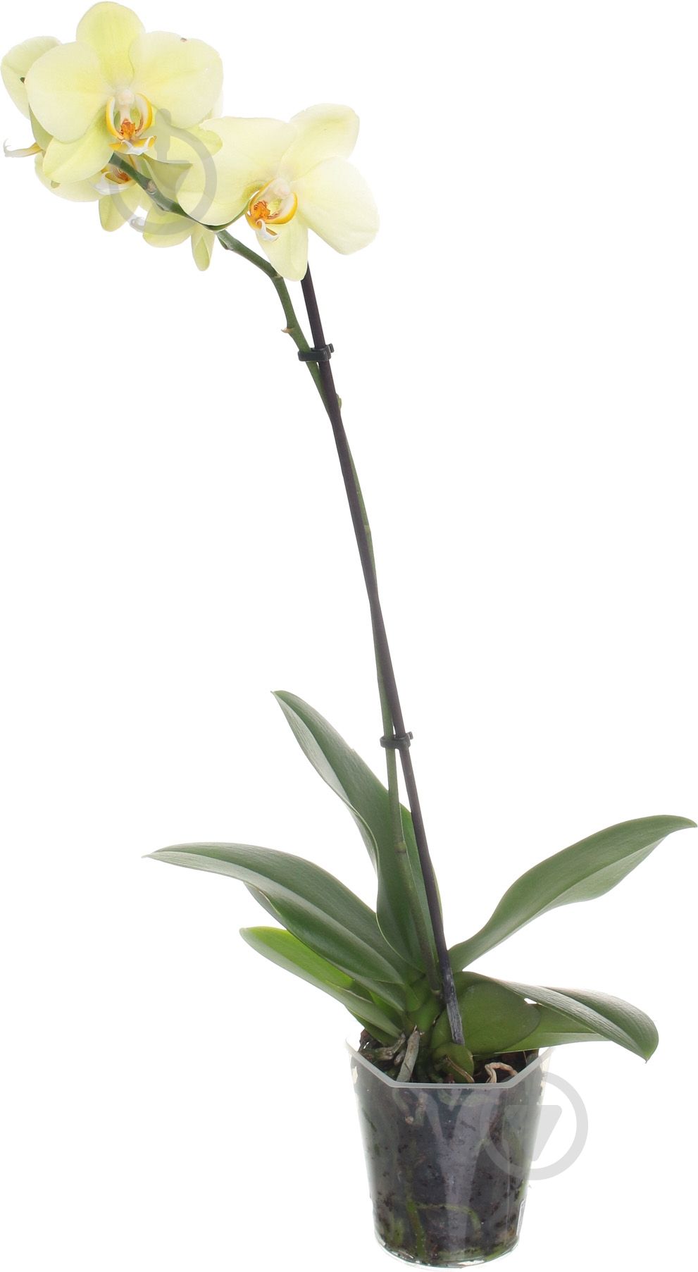 Фаленопсис 12 / 60-70 (1ств) - фото 1