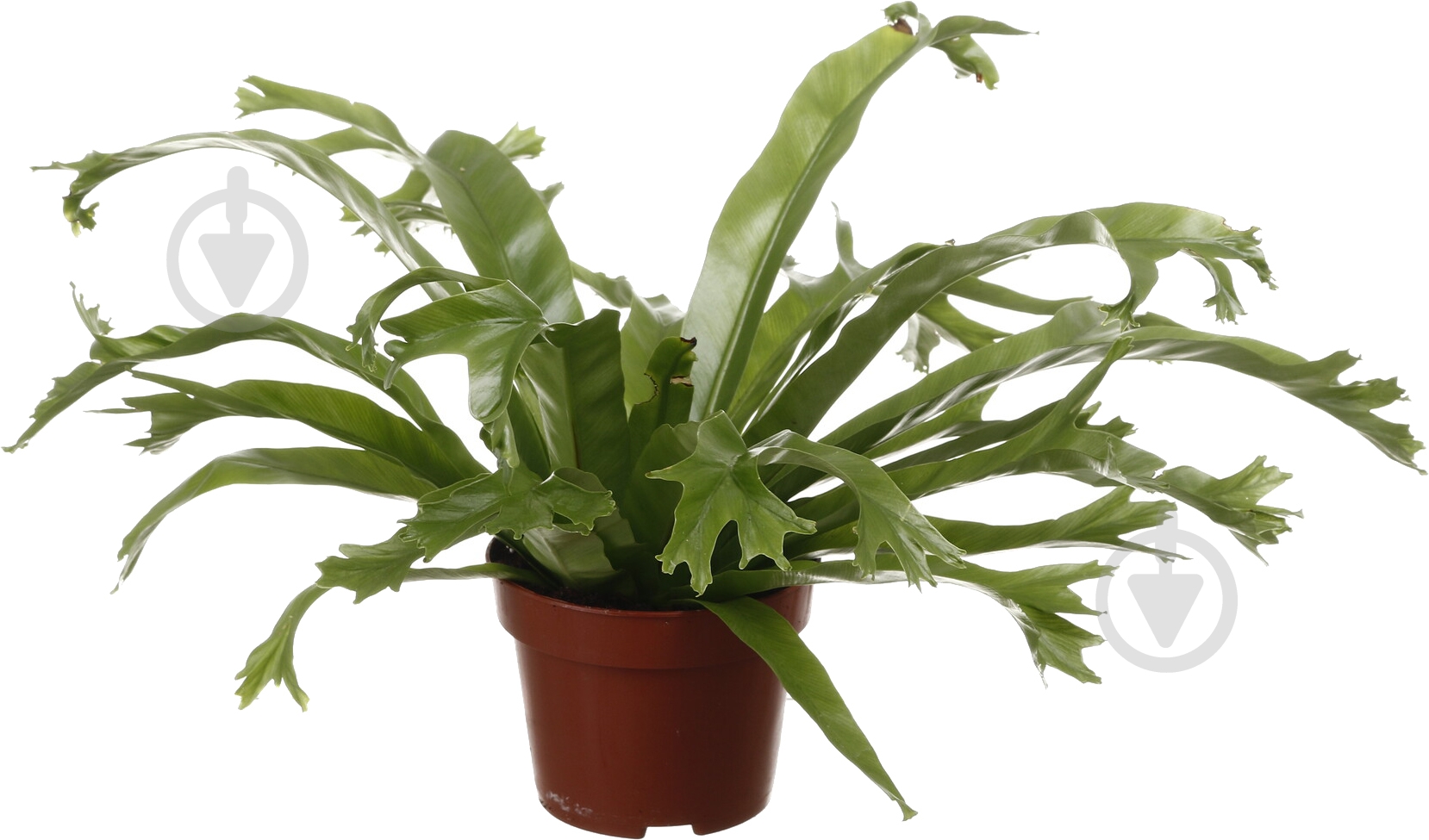 Растение комнатное Асплениум 12/35 микс - фото 1