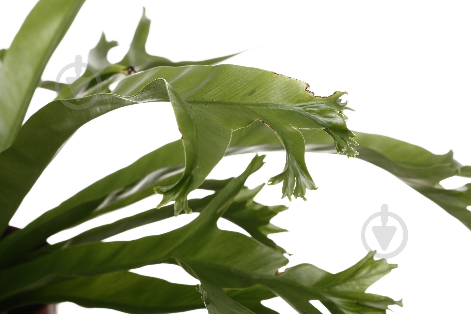 Растение комнатное Асплениум 12/35 микс - фото 2