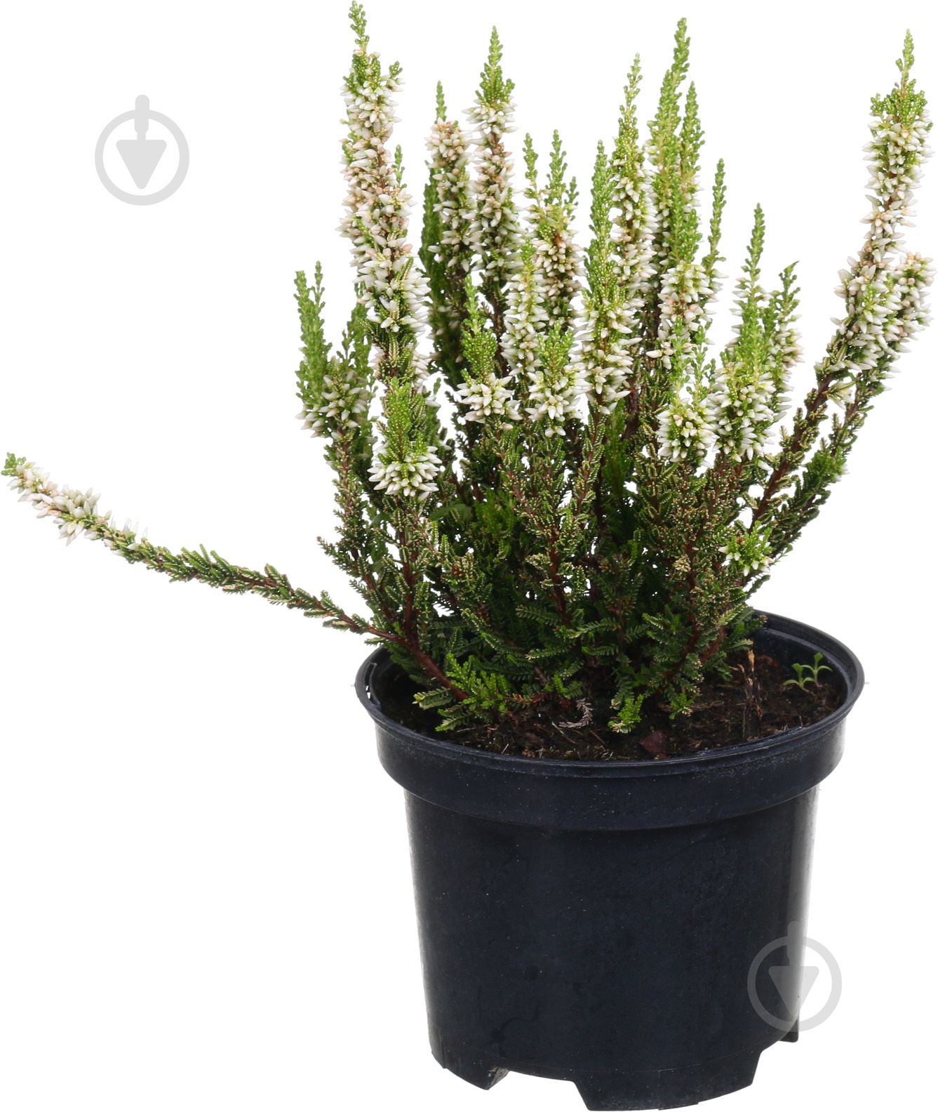 Растение верес d12 - фото 1