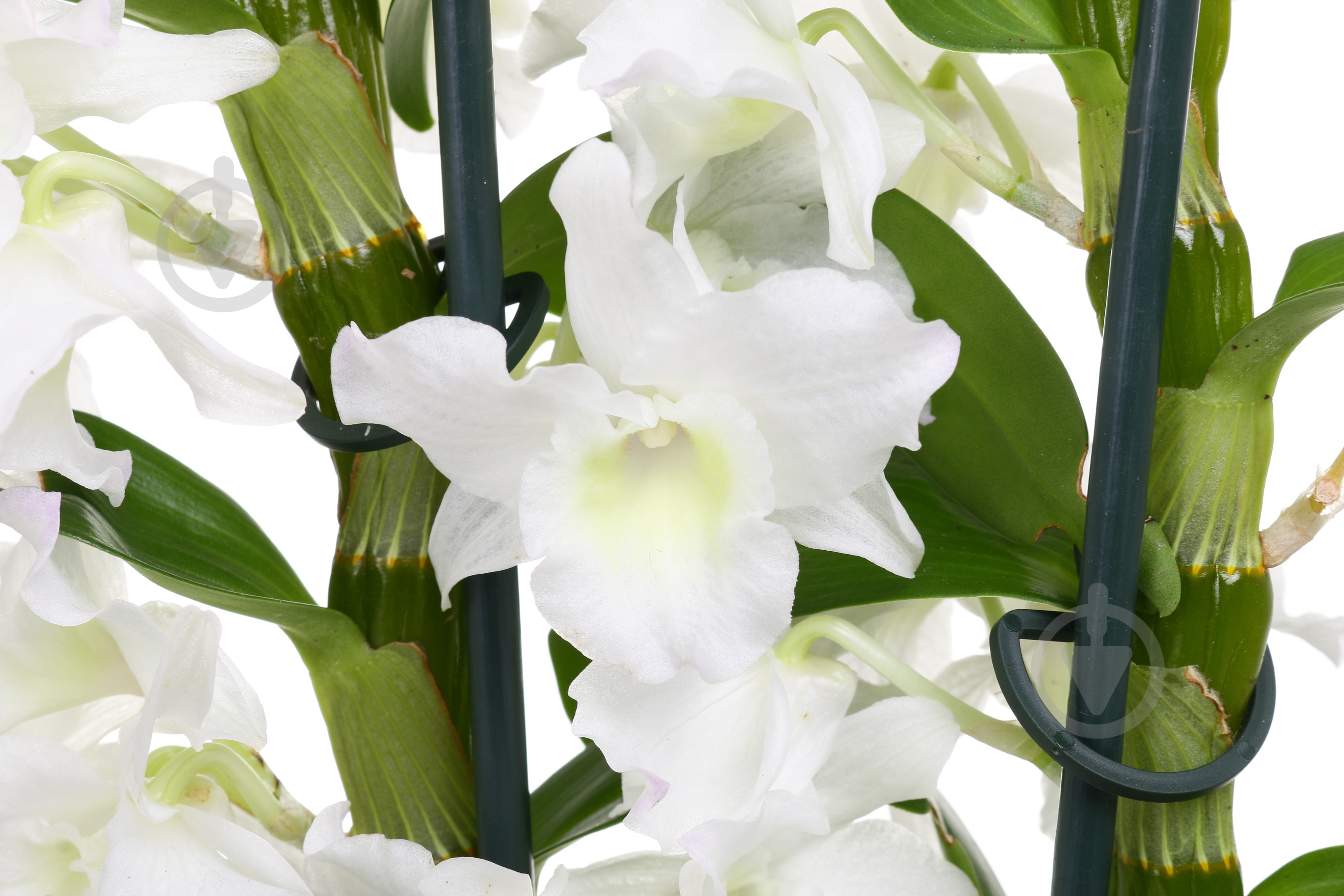 Растение Дендробиум 2 ветви 12/50 - фото 2