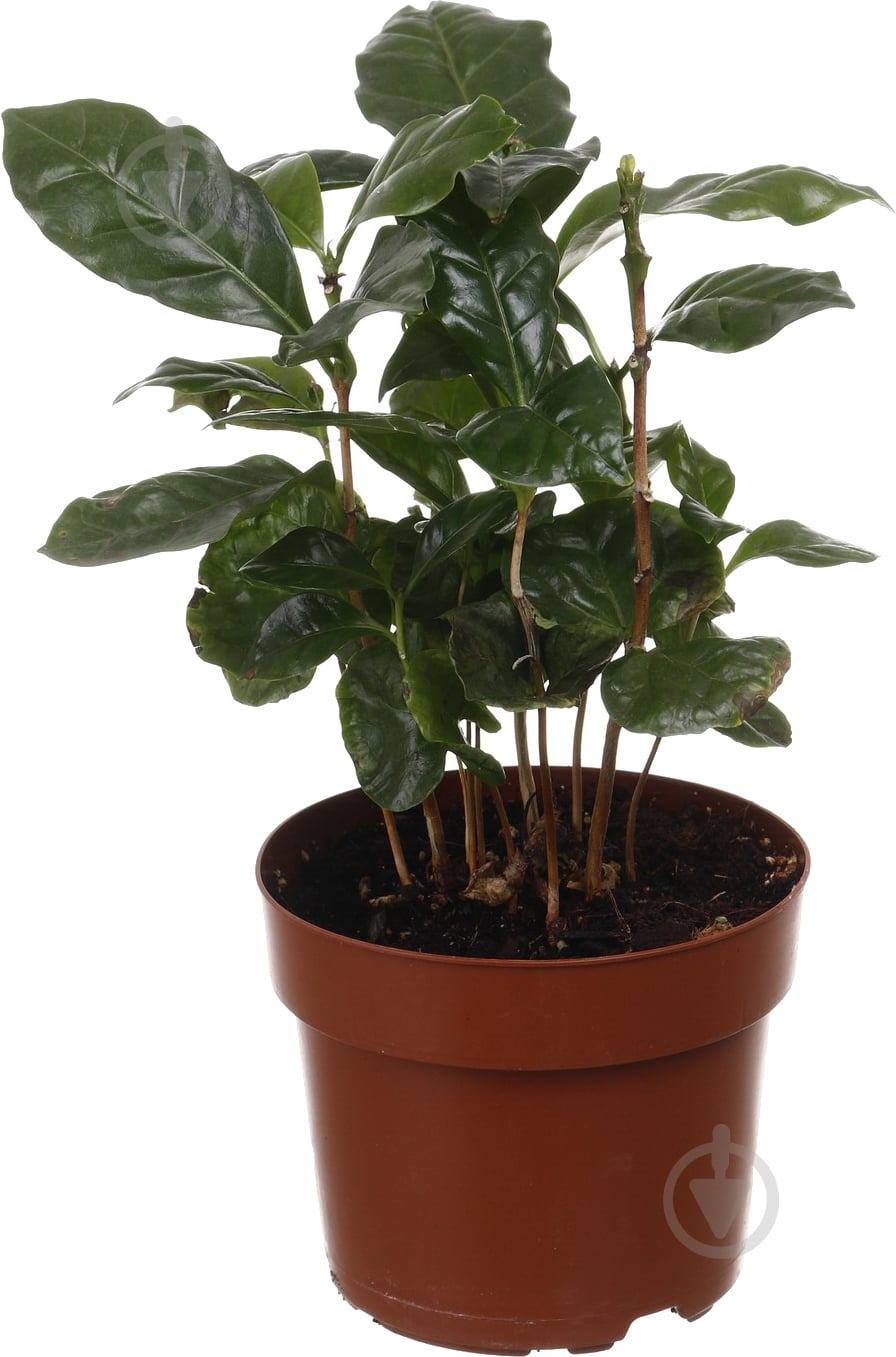 Растение комнатное Кофе 12/35 - фото 1 Растение комнатное Кофе 12/35 - фото 1