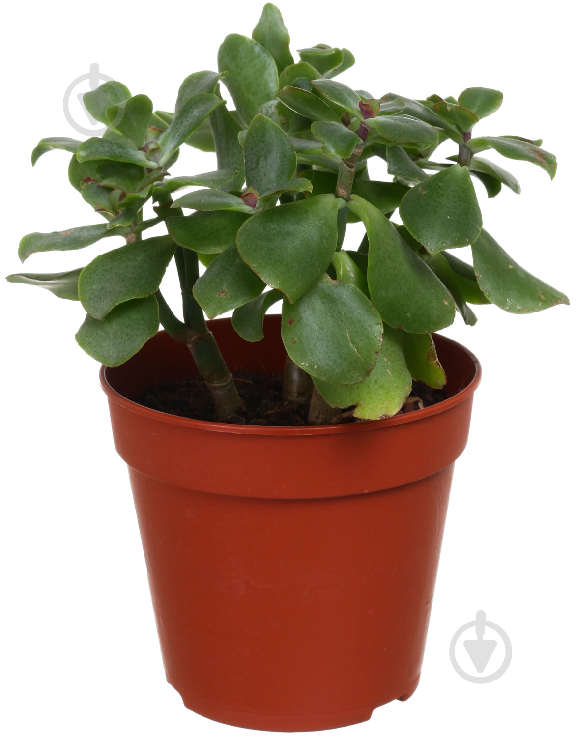 Растение красула mix basic 12/18 - фото 1