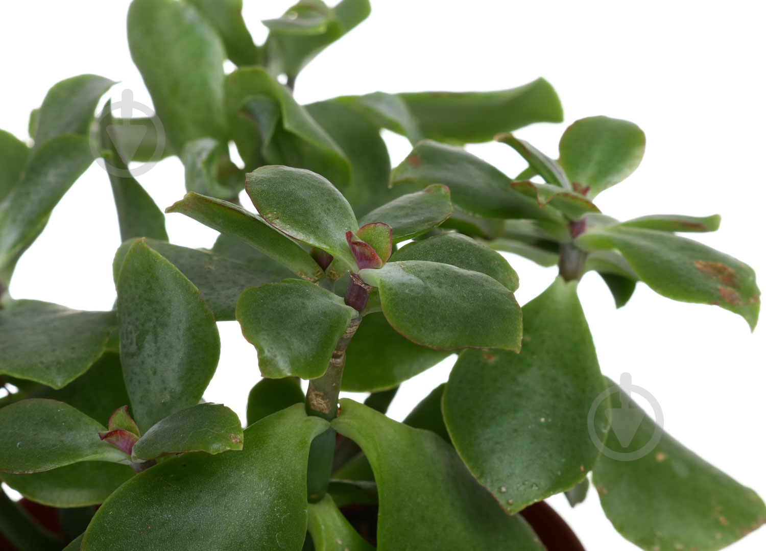 Растение красула mix basic 12/18 - фото 2