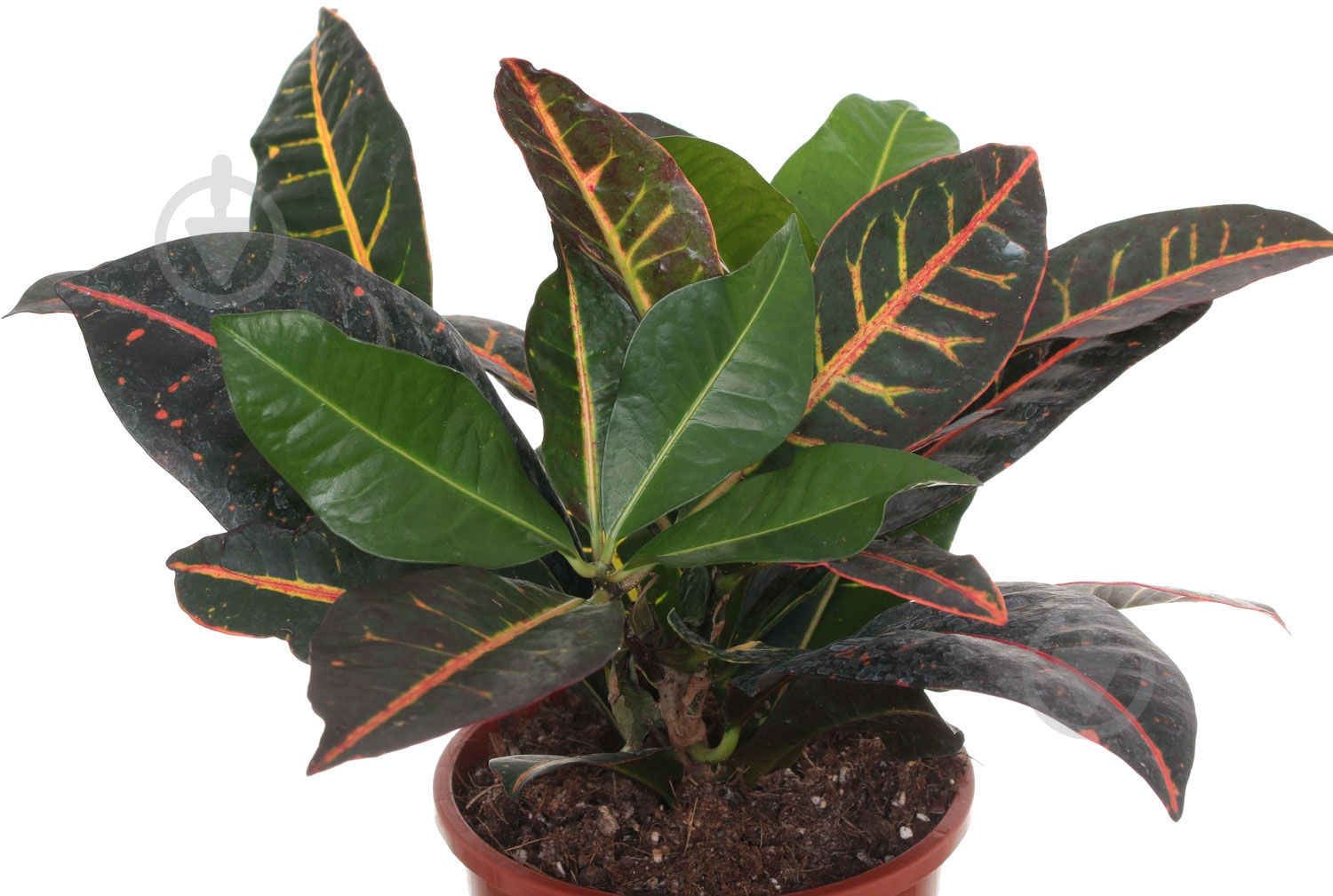 Растение Кротон 17/75 Excellent - фото 2 Растение Кротон 17/75 Excellent - фото 2