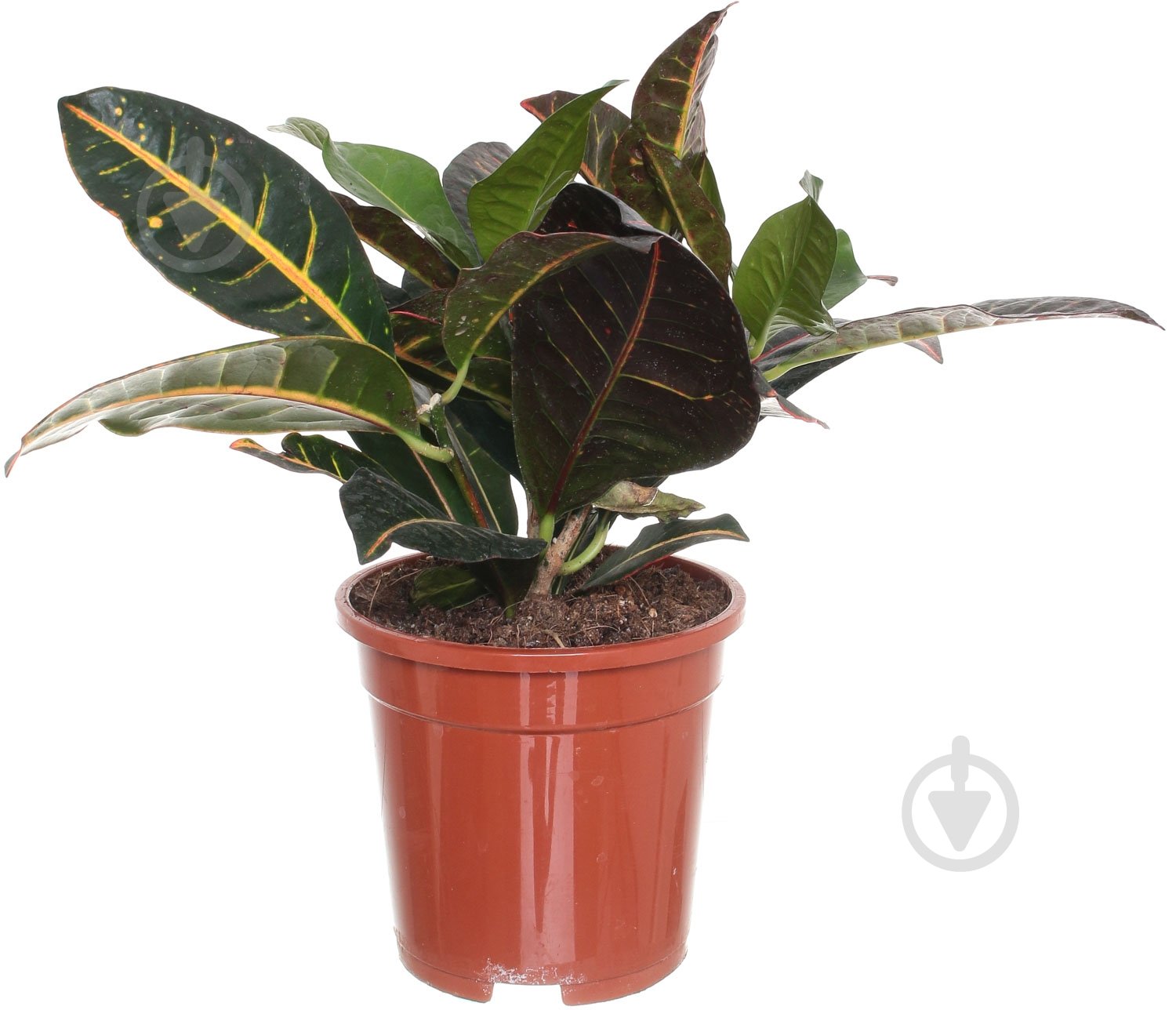 Растение Кротон 17/75 Excellent - фото 1 Растение Кротон 17/75 Excellent - фото 1