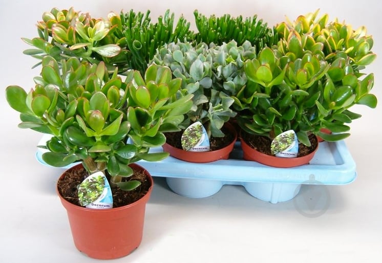 Растение комнатное Красула 17/45 микс - фото 1