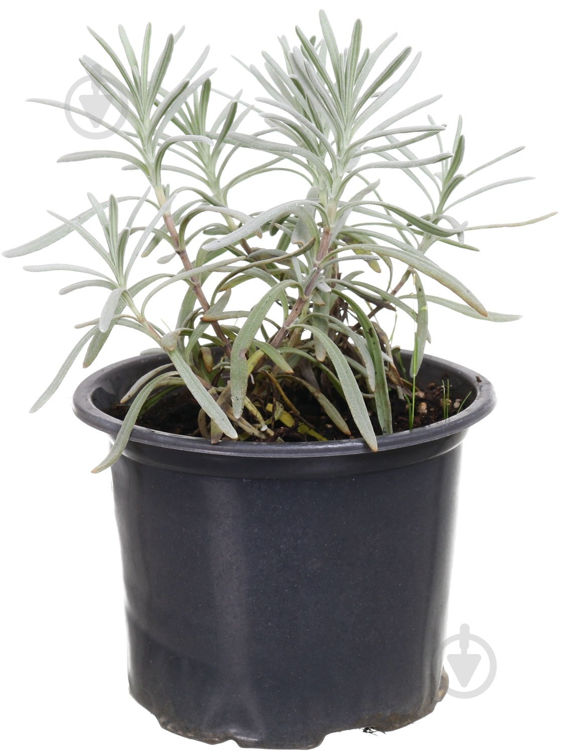 Растение лаванда d12 - фото 1