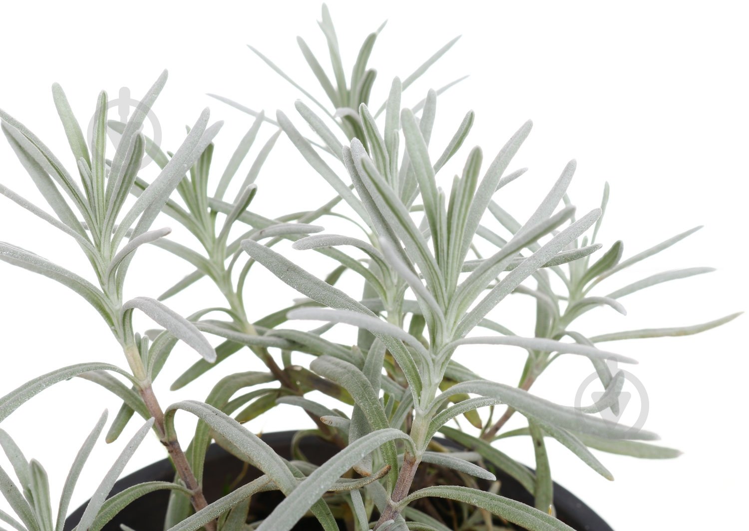 Растение лаванда d12 - фото 2